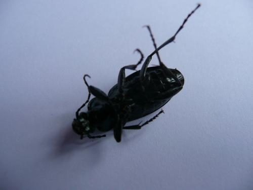Carabus monilis