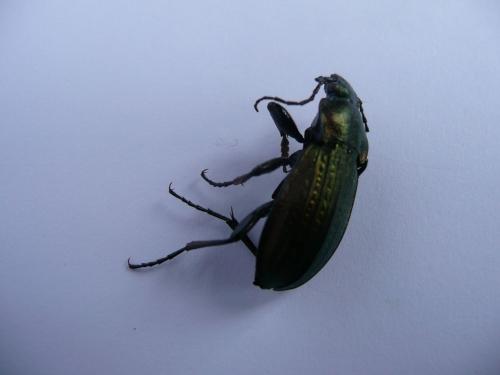 Carabus monilis