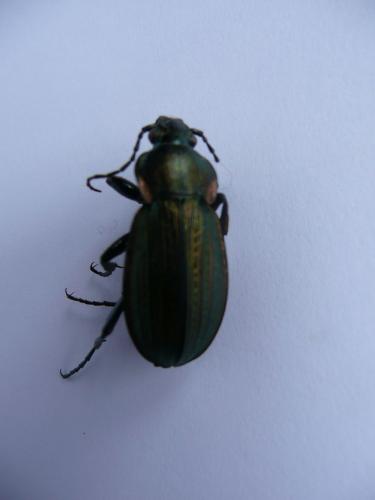 Carabus monilis
