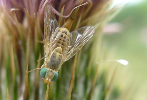 Réf. 73 550 : Terellia serratulae