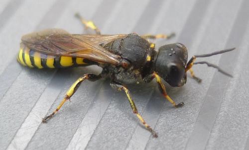 Réf. 73 805 : Ectemnius fossorius