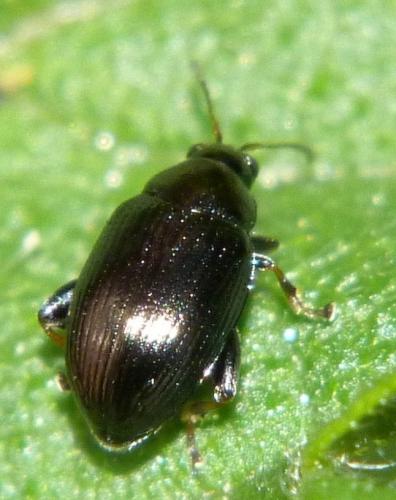 Chaetocnema sp.
