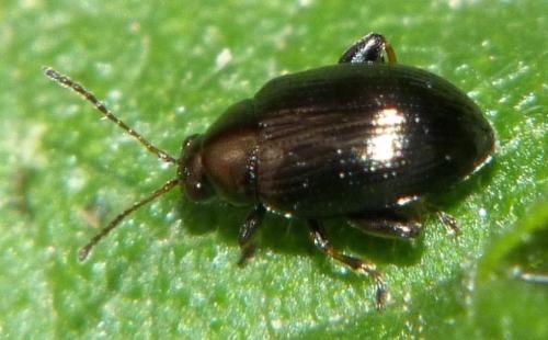Chaetocnema sp.