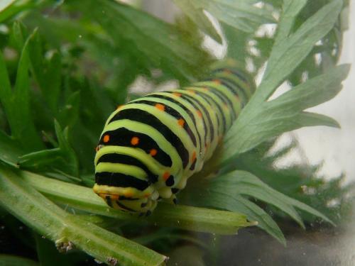 Papilio machaon