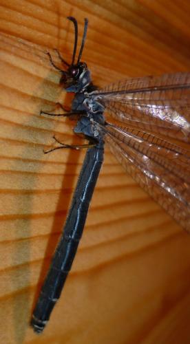 Réf. 73 282 : Myrmeleon formicarius
