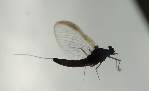Réf. 73 942 : Cloeon dipterum