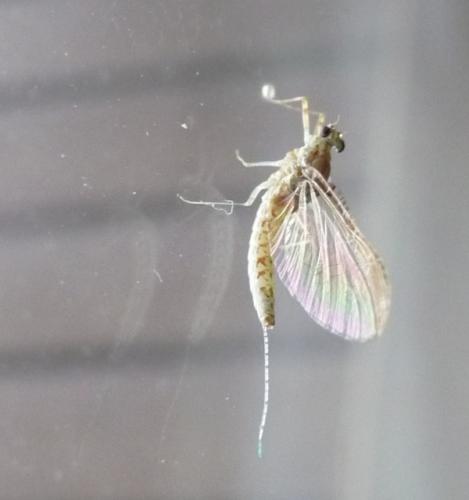Cloeon dipterum