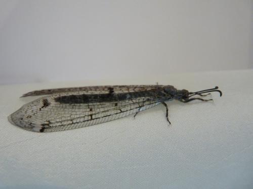 Distoleon tetragrammicus