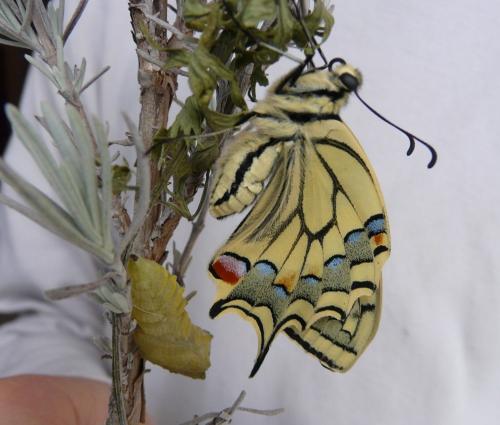 Papilio machaon
