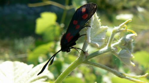 Zygaena sp.