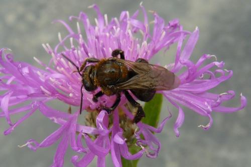 Réf. 73 333 : Bombus sp.