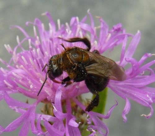 Bombus sp.