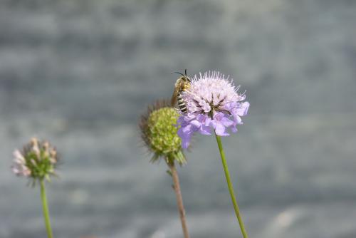 Réf. 73 252 : Halictus scabiosae
