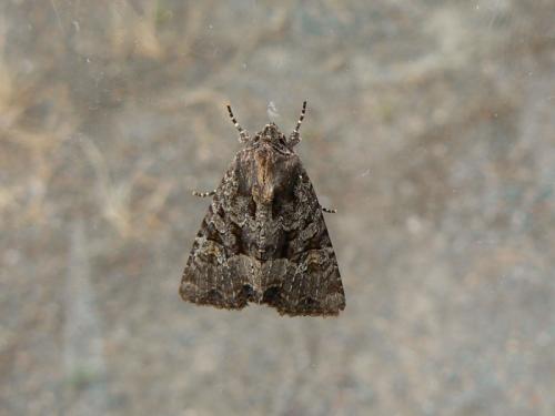 Mesapamea sp.