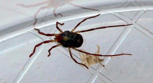 Réf. 73 210 : Erythraeus sp.