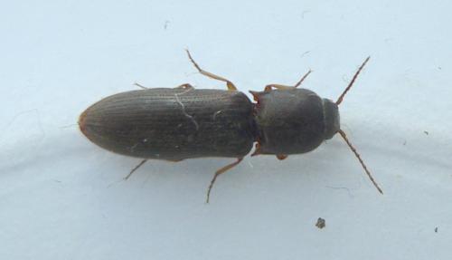 Agriotes gallicus