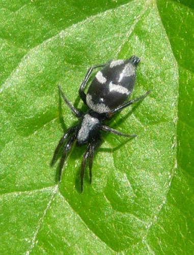 Aphantaulax sp.