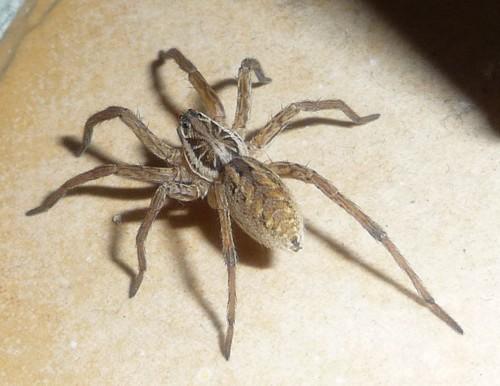 Hogna radiata