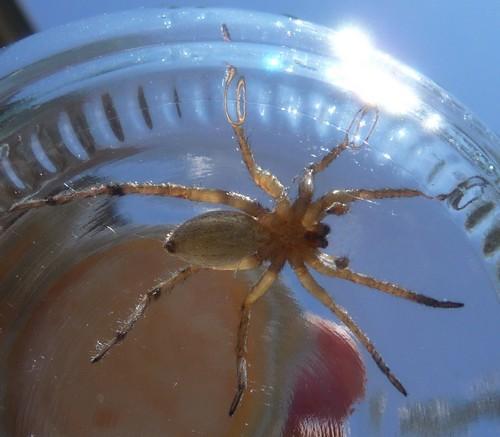Hogna radiata