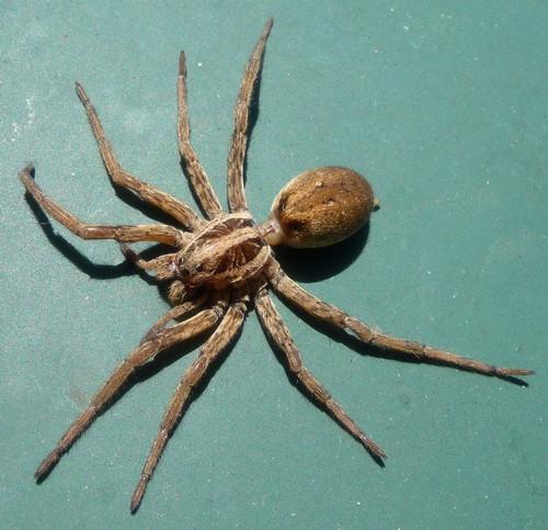 Hogna radiata
