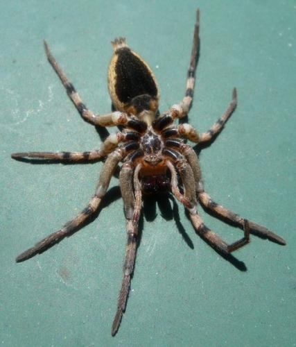 Réf. 73 116 : Hogna radiata