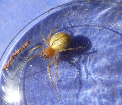 Réf. 73 312 : Cheiracanthium sp.