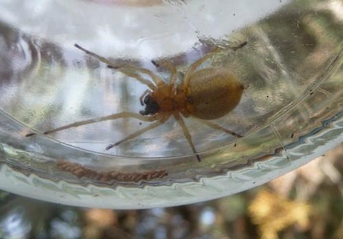 Cheiracanthium sp.