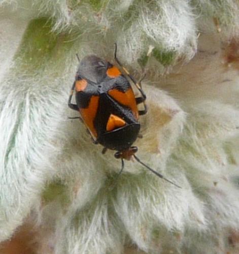 Réf. 73 185 : Deraeocoris schach