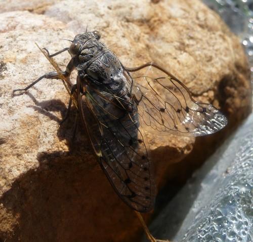 Réf. 73 244 : Cicada orni