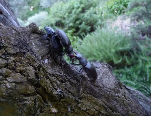 Lucanus cervus