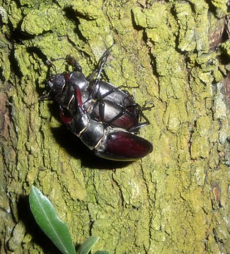 Lucanus cervus