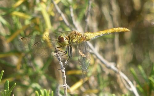 Réf. 73 435 : Sympetrum sanguineum