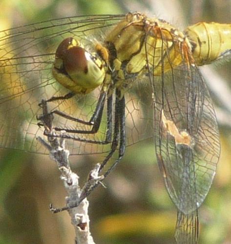 Réf. 73 452 : Sympetrum sanguineum