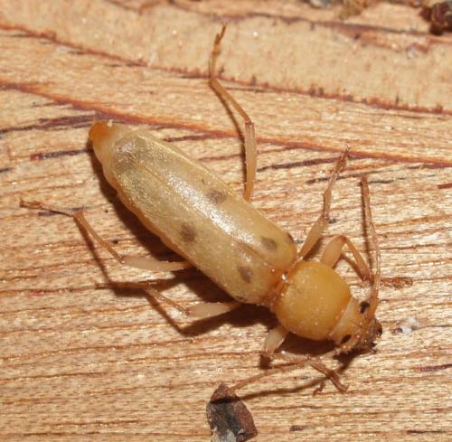 Chlorophorus glabromaculatus