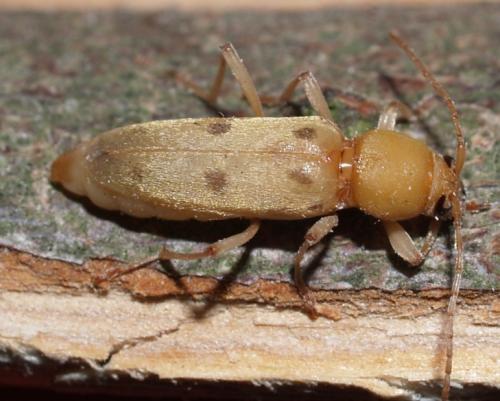 Chlorophorus glabromaculatus