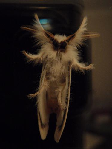 Euproctis similis