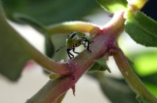 Palomena prasina