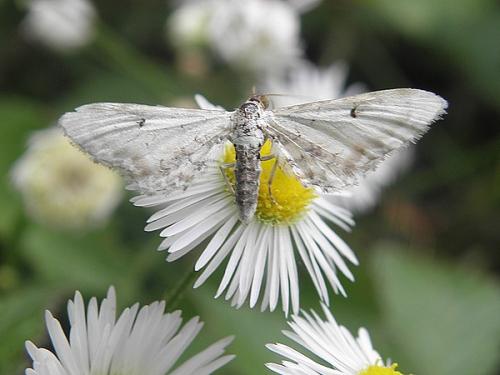 Eupithecia centaureata