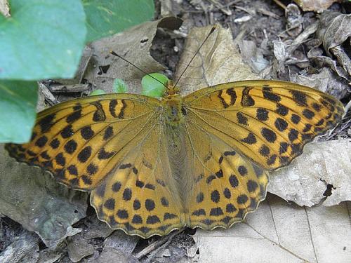 Réf. 73 349 : Argynnis paphia