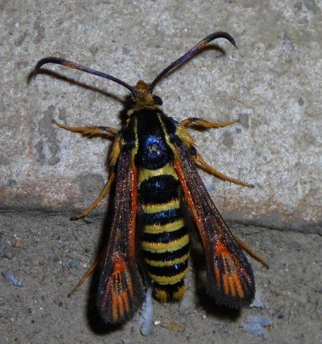 Bembecia sp.
