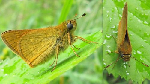 Ochlodes sylvanus