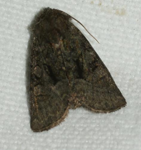 Oligia sp.