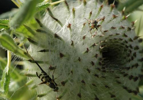 Urophora sp.