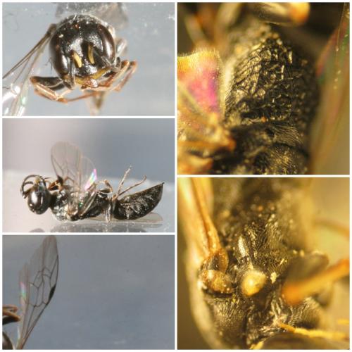 Réf. 73 257 : Passaloecus sp.