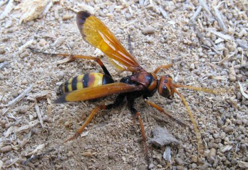Réf. 73 128 : Cryptocheilus alternatus