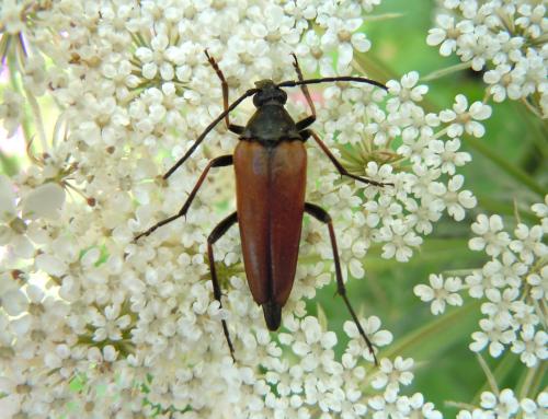 Etorofus pubescens