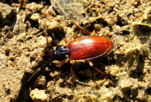 Réf. 73 785 : Penetretus rufipennis