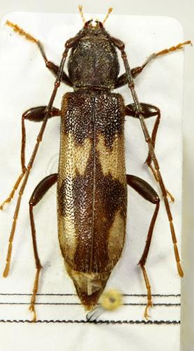 Réf. 73 178 : Penichroa fasciata