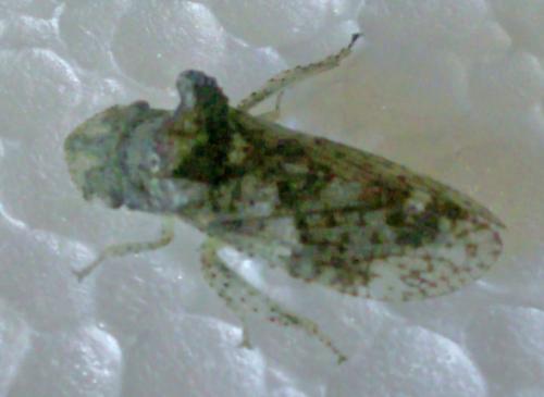 Ledra aurita