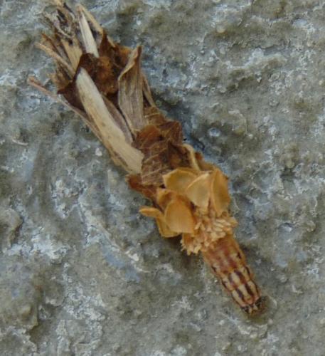 Réf. 73 771 : Canephora hirsuta